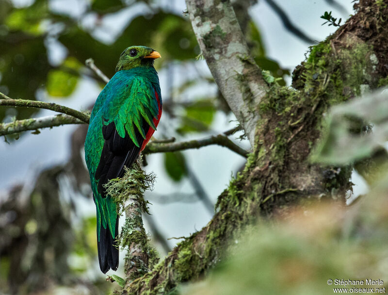 Quetzal doré mâle adulte