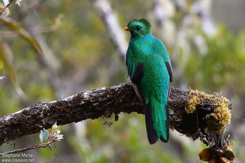 Quetzal resplendissant mâle immature, identification