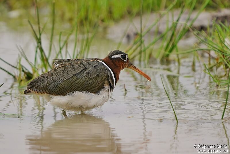 Greater Painted-snipe female adult