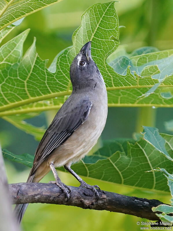 Bluish-grey Saltatoradult