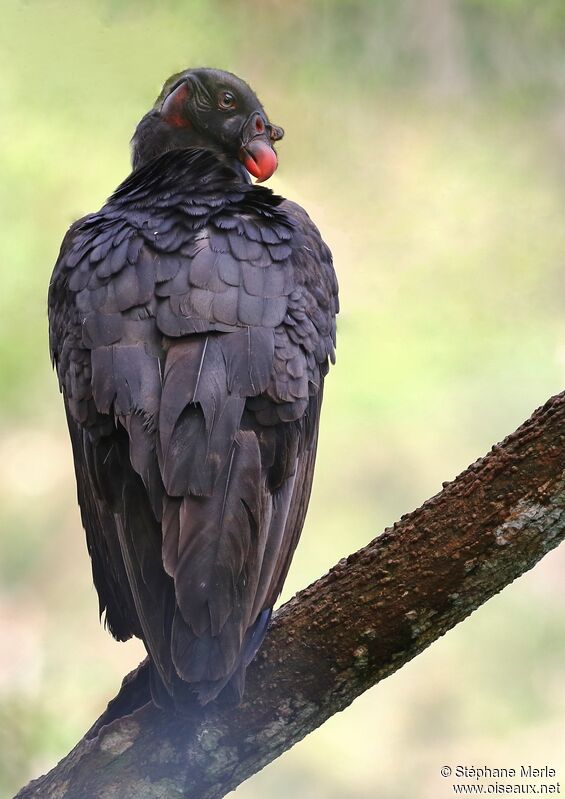 King Vultureimmature