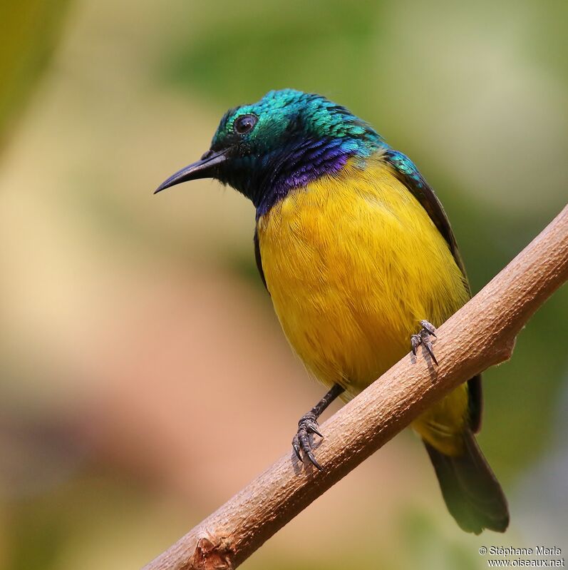 Collared Sunbird male adult