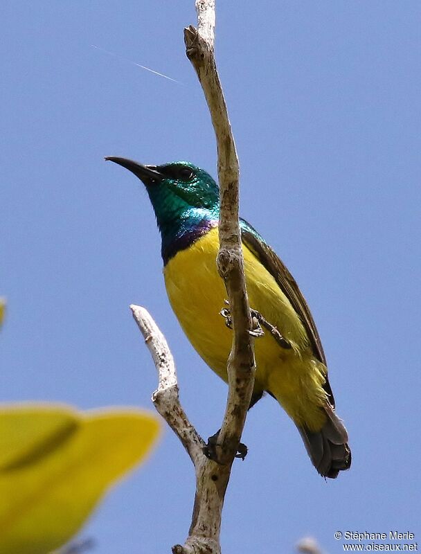 Collared Sunbird male