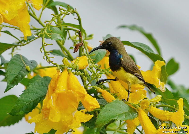 Olive-backed Sunbird male adult