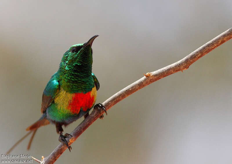 Beautiful Sunbird male adult breeding, pigmentation