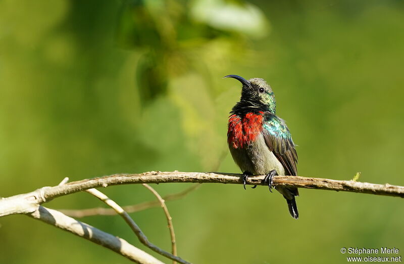 Greater Double-collared Sunbird male adult