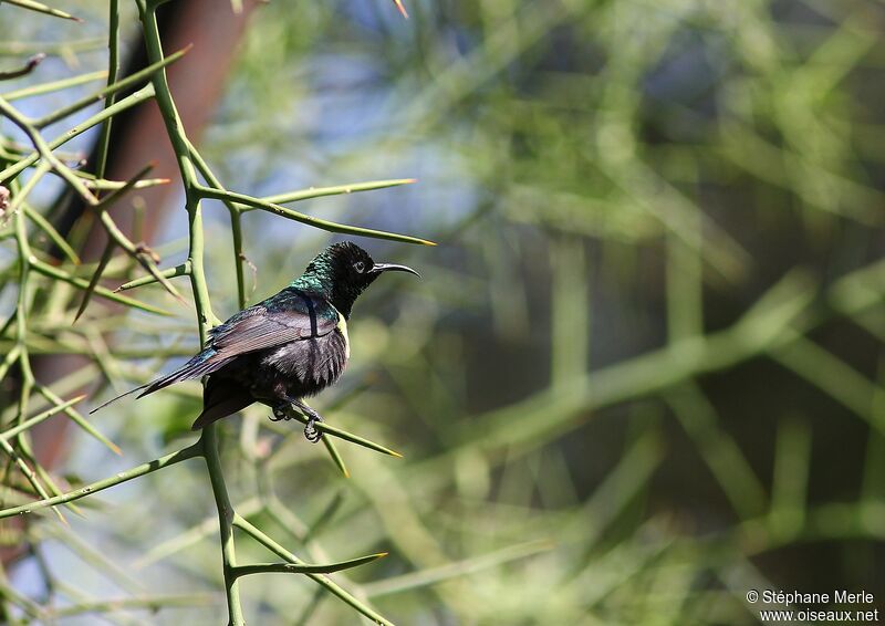 Black-bellied Sunbird male adult