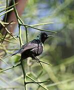 Black-bellied Sunbird