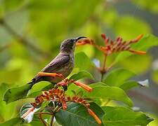 Black-bellied Sunbird