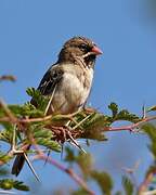 Scaly-feathered Weaver