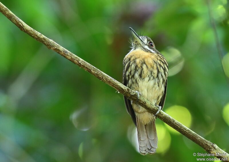 White-whiskered Puffbird male adult