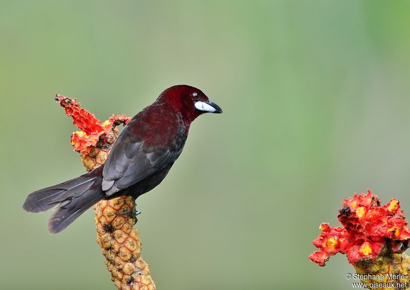 Silver-beaked Tanager male adult