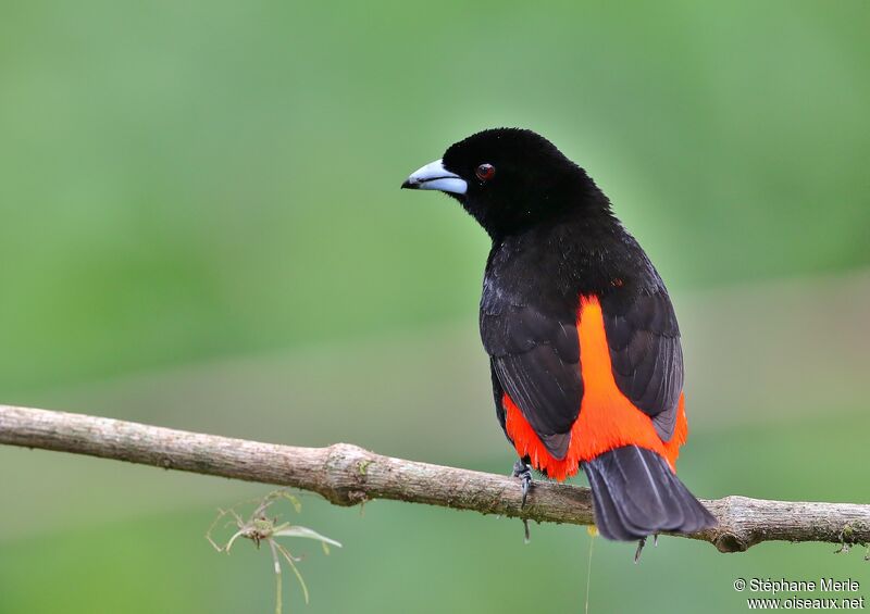 Scarlet-rumped Tanager male adult