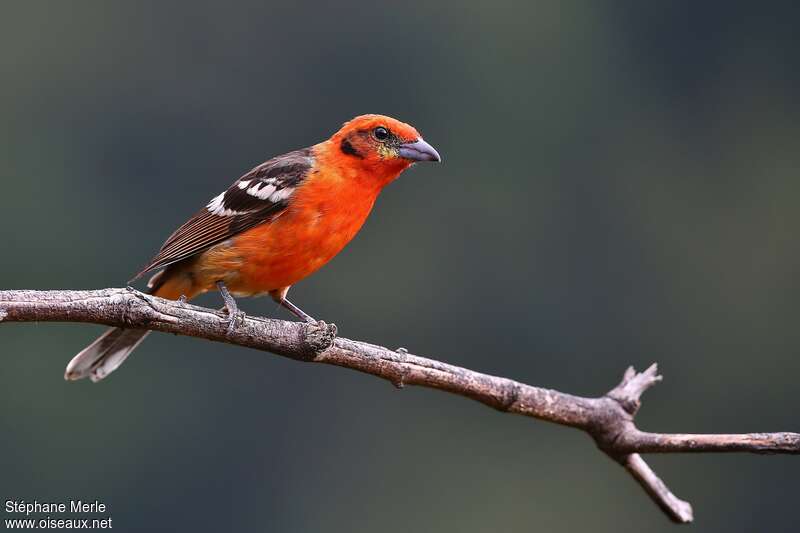Flame-colored Tanager male adult, pigmentation