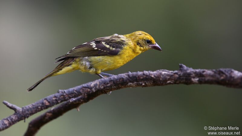 Flame-colored Tanager female
