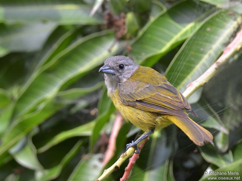 White-shouldered Tanager female adult