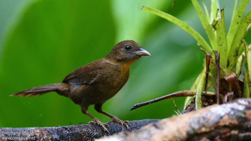 Red-throated Ant Tanager female adult, identification