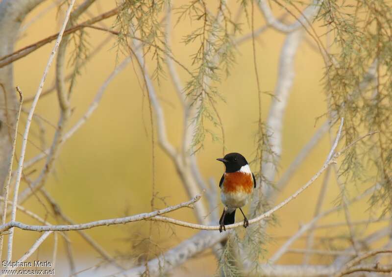 African Stonechat male adult breeding, pigmentation