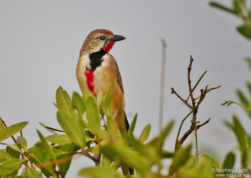 Rosy-patched Bushshrike male adult