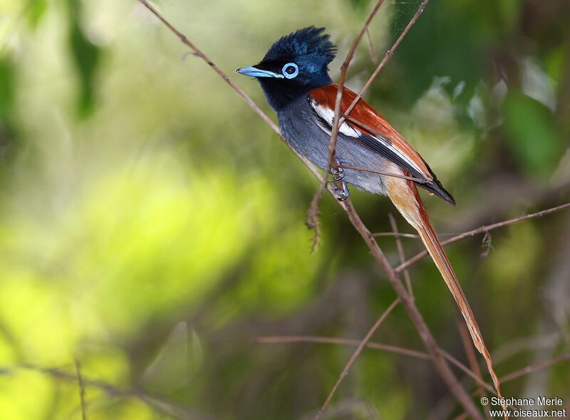 African Paradise Flycatcher male adult