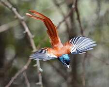 African Paradise Flycatcher
