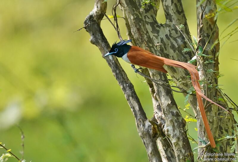 Indian Paradise Flycatcher male adult