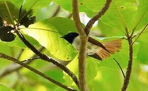 Seychelles Paradise Flycatcher