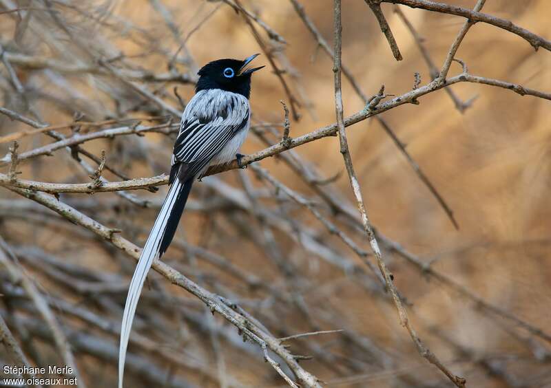 Malagasy Paradise Flycatcher male adult breeding, pigmentation, song