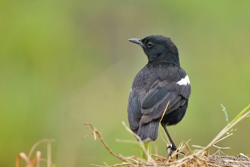Sooty Chat male adult