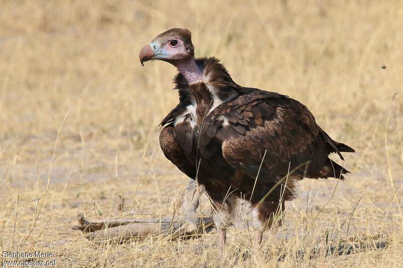 White-headed Vulturejuvenile, identification