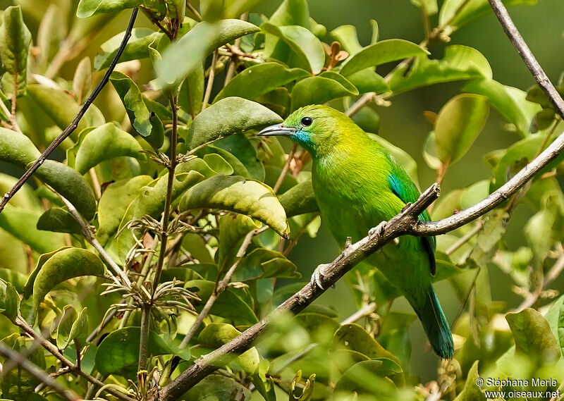 Blue-winged Leafbird female adult
