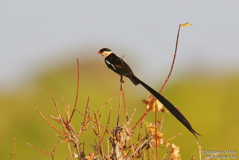 Pin-tailed Whydah male adult