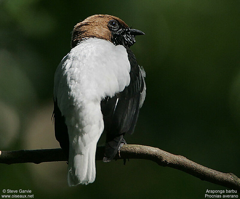 Bearded Bellbird male adult breeding