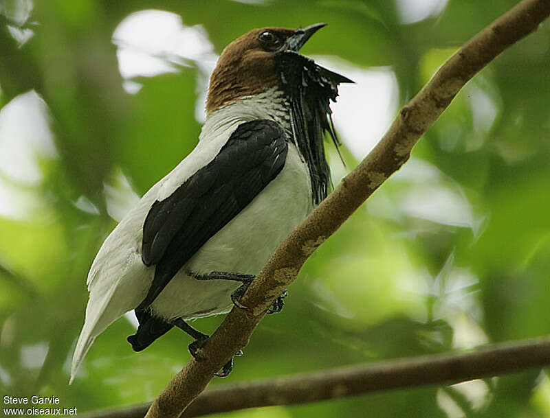 Bearded Bellbird male adult breeding, song