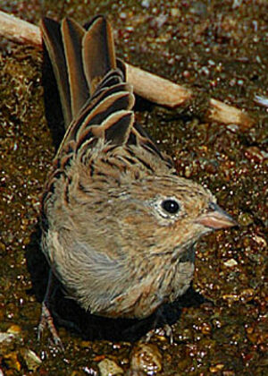 Cretzschmar's Bunting