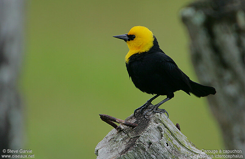 Yellow-hooded Blackbird male adult breeding