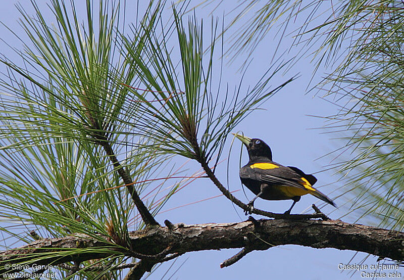 Yellow-rumped Cacique male adult breeding