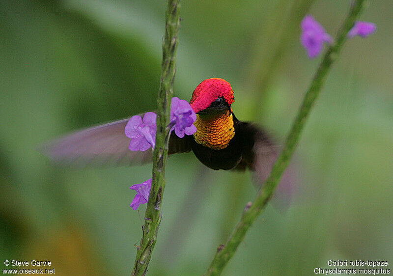 Colibri rubis-topaze mâle adulte nuptial