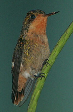 Tufted Coquette