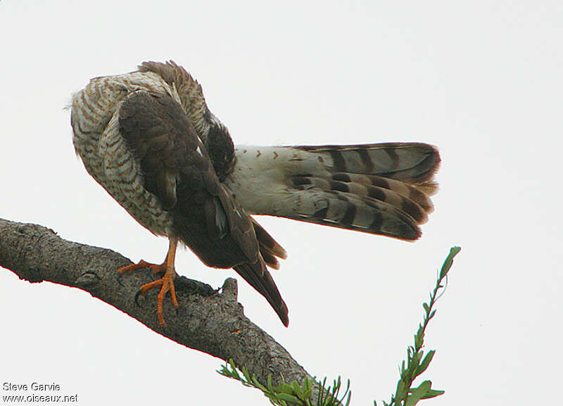 Ovambo SparrowhawkFirst year, care