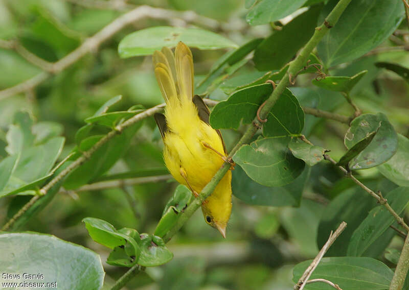 Little Yellow Flycatcheradult breeding, habitat, pigmentation, Behaviour