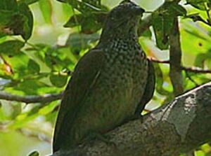 Scaly-throated Honeyguide