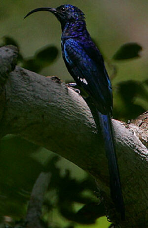 Common Scimitarbill