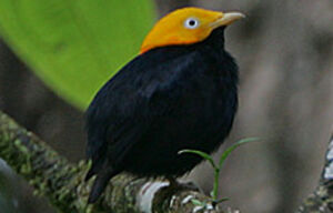 Manakin à tête d'or