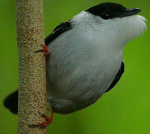 White-bearded Manakin