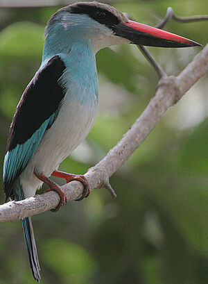 Blue-breasted Kingfisher