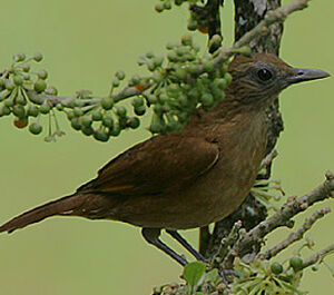 Cocoa Thrush
