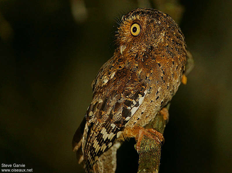 Sokoke Scops Owl, identification