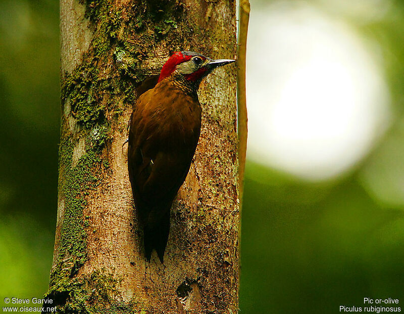 Golden-olive Woodpecker male adult breeding
