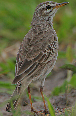 Malindi Pipit